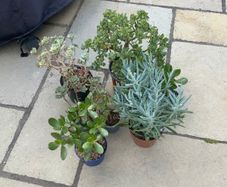 Houseplants succulents