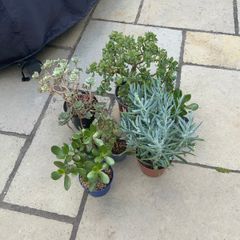 Houseplants succulents