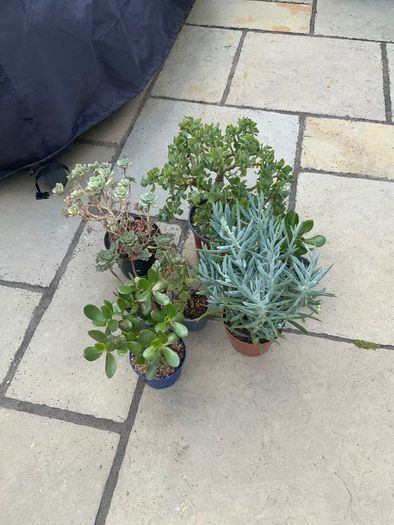 Houseplants succulents