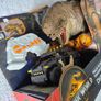 Jurassic Park Image 4