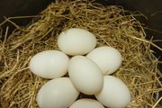 Fresh Duck Eggs