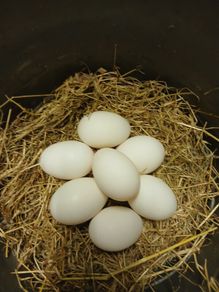 Fresh Duck Eggs