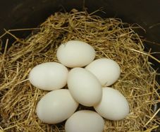 Fresh Duck Eggs