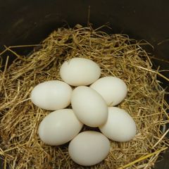 Fresh Duck Eggs
