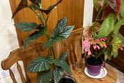 Angel wing begonias