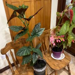 Angel wing begonias