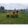 Suffolk lambs and hoggott rams Image 2