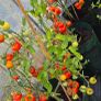 (T) Tomato Ananas seeds 0.1g (111107) Image 8