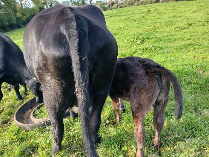 3 AA first calvers