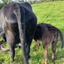 3 AA first calvers Image 7