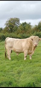 Bull