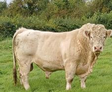 Bull