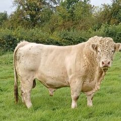 Bull
