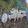 Cheviot Hoggets Image 4