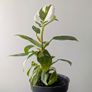 Philodendron White Princess Plant Image 4