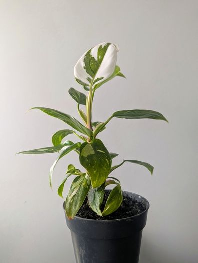 Philodendron White Princess Plant