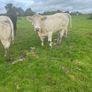 Pedigree Charlaois heifers Image 2