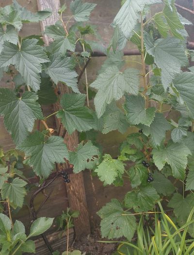 Well developed black current young bush