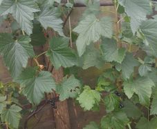 Well developed black current young bush