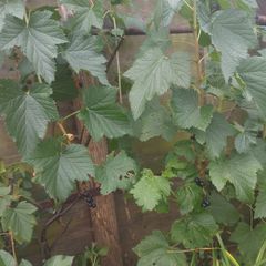 Well developed black current young bush