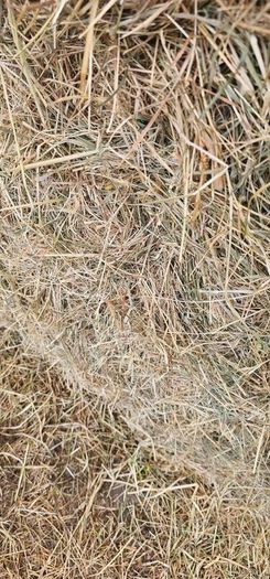 Hay For Sale