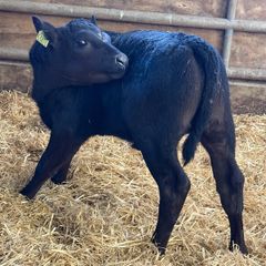 25 Strong Aberdeen Angus Heifers