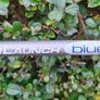 Callaway Big Bertha Titanium 454 10 degree Driver Graphite Prolaunch Blue Golf Club 45.5 inch Shaft Image 3