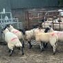 Mule x Suffolk Ewe Lambs Image 4