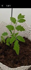 Tomato Plants