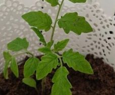 Tomato Plants