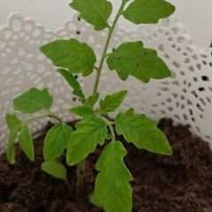 Tomato Plants