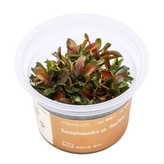 Aqua-Art Bucephalandra, Anubias ect aquarium in vitro plants