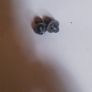Toyota Corolla E11 97-02 Boot Tailgate Gas Strut Support Mount Studs Image 2