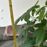 Indoor House Plant Image 4