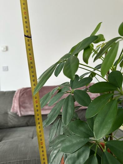 Indoor House Plant