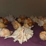 Sea Shell Collection Image 3