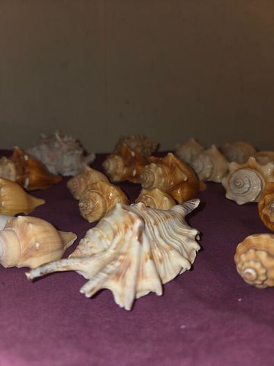 Sea Shell Collection