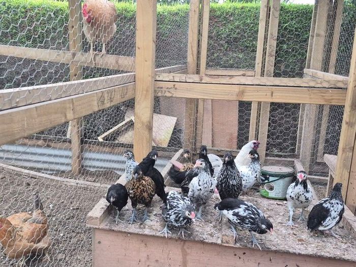 Bantam Pullets
