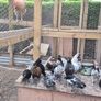 Bantam Pullets Image 5