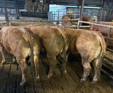 Pedigree Limousin 5 Bulls