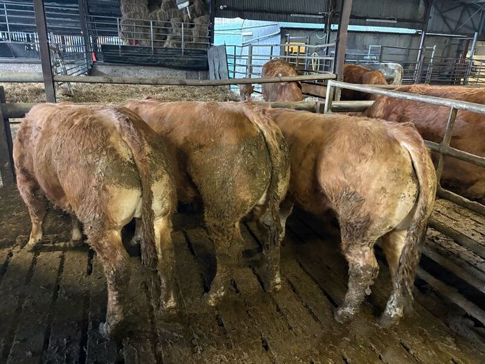 Pedigree Limousin 5 Bulls