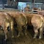 Pedigree Limousin 5 Bulls Image 2