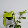 Philadendron Golden Violin Plant Image 6