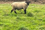 suffolk ram