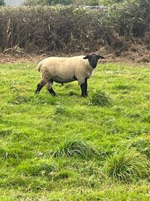 suffolk ram