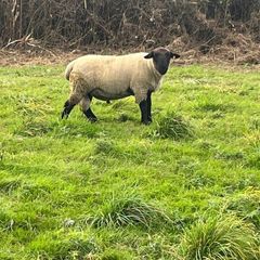 suffolk ram