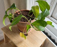 Variegated Houseplant