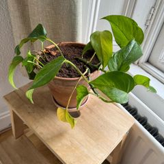 Variegated Houseplant