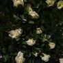 Artificial trellis with flowers (white roses) Image 8