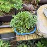 bonsai Image 2